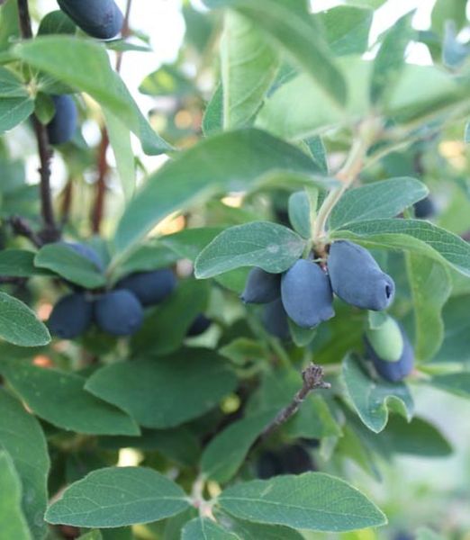 Lonicera caerulea 'Blue Velvet'